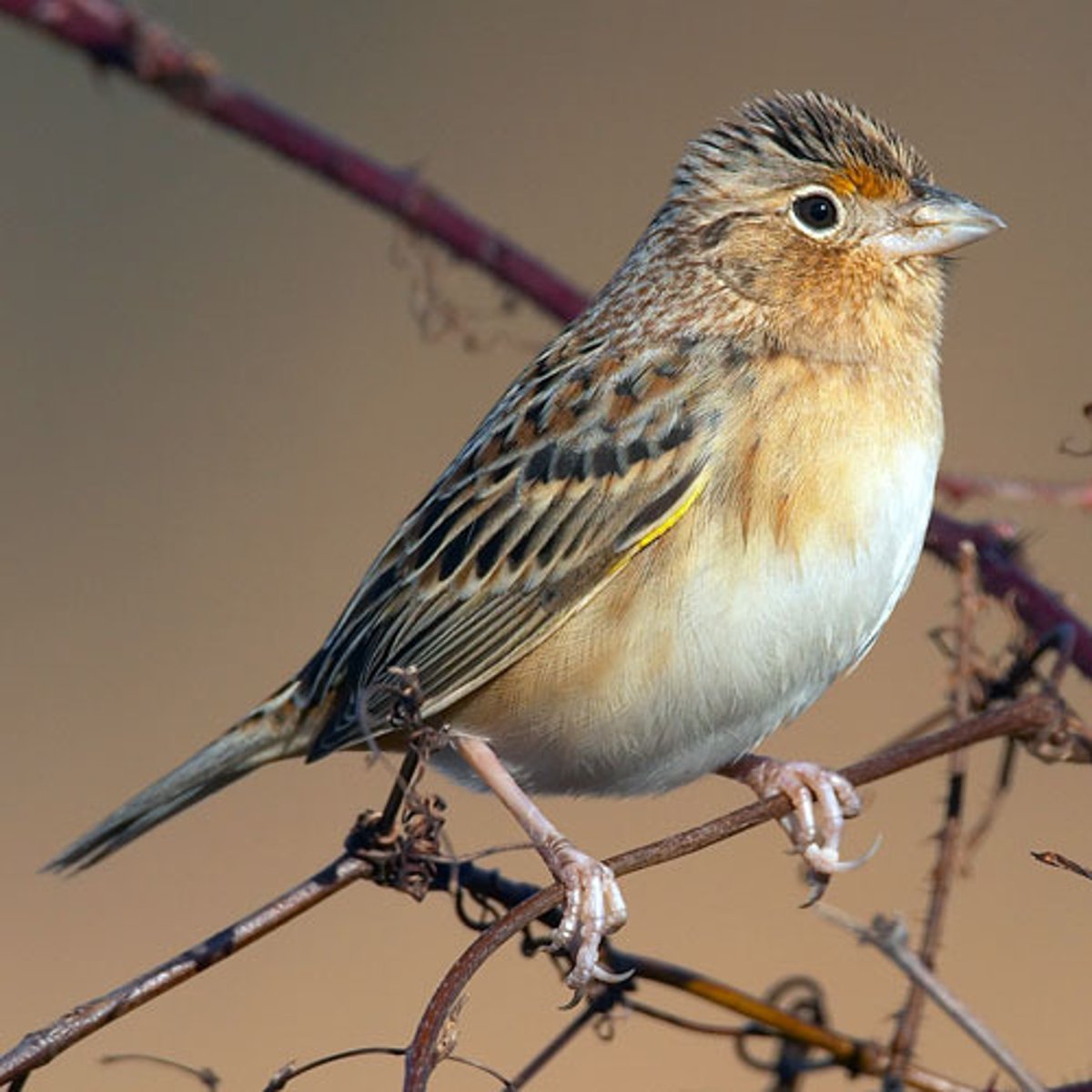 <p>Passeriformes</p><p>Passerellidae</p>