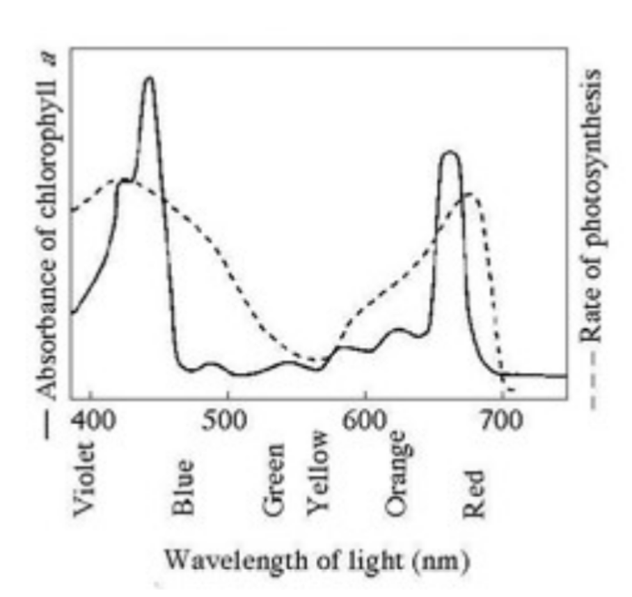 <p><span><span>What wavelength of light in the accompanying figure is most effective in driving photosynthesis?</span></span></p><p>Option A: 625 mm</p><p>Option B: 575 mm</p><p>Option C: 420 mm</p><p>Option D: 475 mm</p>