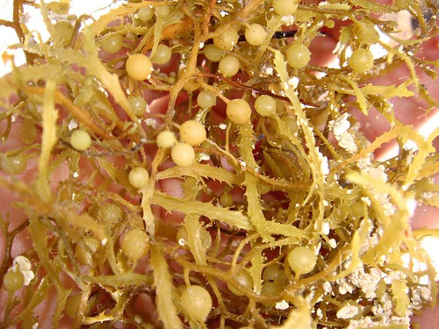 <p>- Sargassum or Gulfweed scientific name</p>