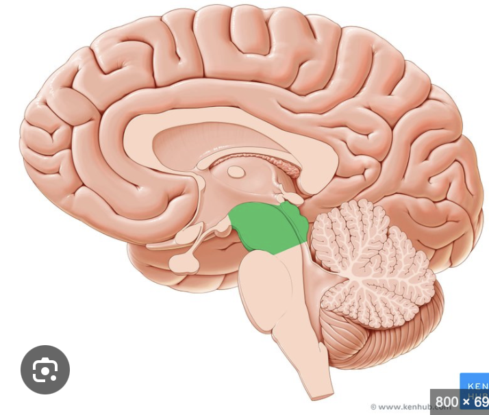 <p>Which part of the brainstem contains nuclei of <strong>CN III (oculomotor)</strong> &amp;<strong> CN IV (trochlear), cerebral peduncles, and substantia nigra?</strong><br><em>Tegmentum</em>: communicates with cerebellum by <strong>cerebellar peduncles</strong><br><em>Tectum</em>: dorsal&nbsp;aspect,&nbsp;contains&nbsp;corpora&nbsp;quadrigemina&nbsp;(important&nbsp;for&nbsp;vision&nbsp;&amp;&nbsp;hearing)</p>