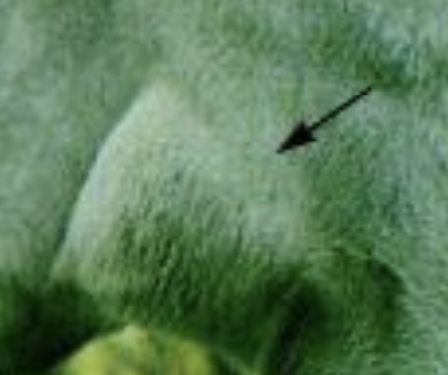 <p>What artery in the horse, other than the aorta is also known to rupture in cases of guttural pouch mycosis, leading to epistaxis?</p>