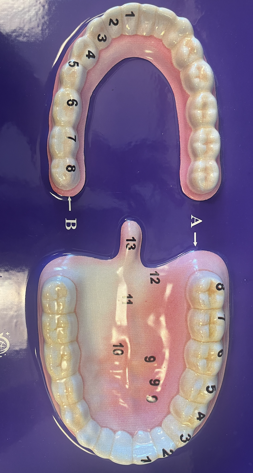 <p>4 and 5</p>