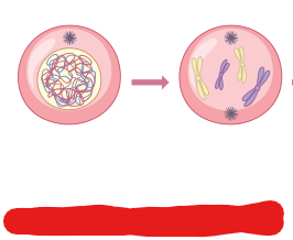 <p>The phase during mitosis at which chromatin turns into chromosomes, centrosomes move to opposing sides of the cell, and the nuclear envelope starts to disappear. Additionally the mitotic spindle begins to form and capture as well as organize chromosomes.</p>