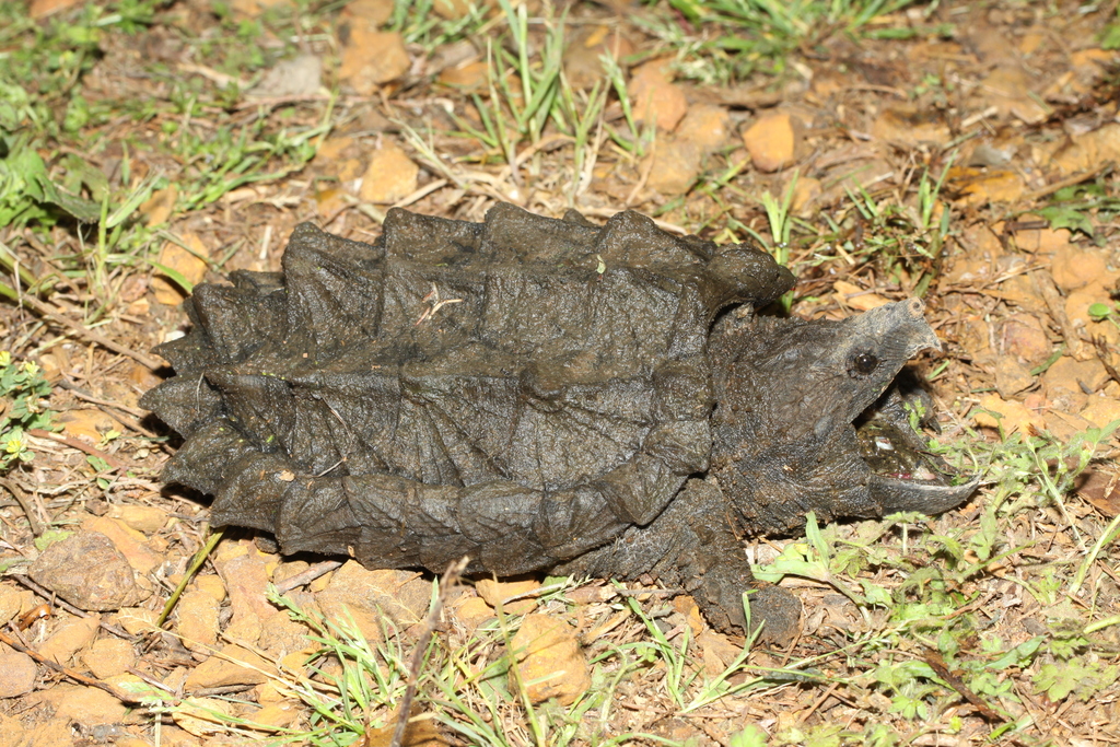 <p>Alligator Snapping Turtle, FL native, lives in N. FL and along Gulf Coast rivers, large head and beak, small eyes, jagged peaks on carapace, bikini plastron, uses tongue as a lure</p>