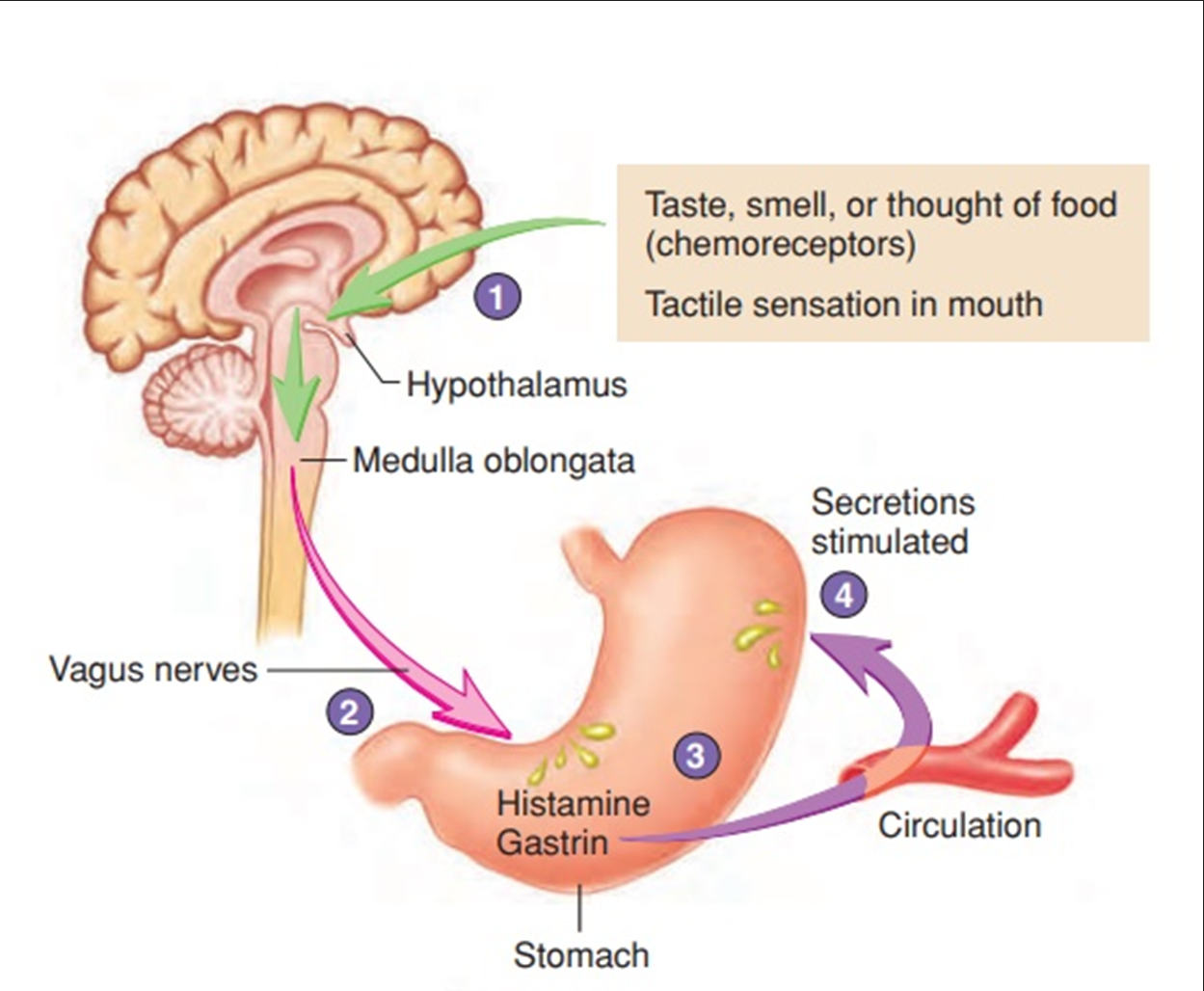 <ul><li><p><span>The cephalic phase of digestion is the stage in which the stomach responds to sight, smell, taste, or thought of food. Readiness for the meal</span></p></li><li><p><span>About 20% of total acid secretion occurs (before food even enters the stomach)</span></p></li><li><p><span>Neural activation through nerve fibers from the medulla stimulate the parasympathetic nervous system of the stomach</span></p></li><li><p><span>This stimulates acid and gastric secretion in the stomach (via parietal and G cells) – a conditioned reflex</span></p></li></ul><p></p>