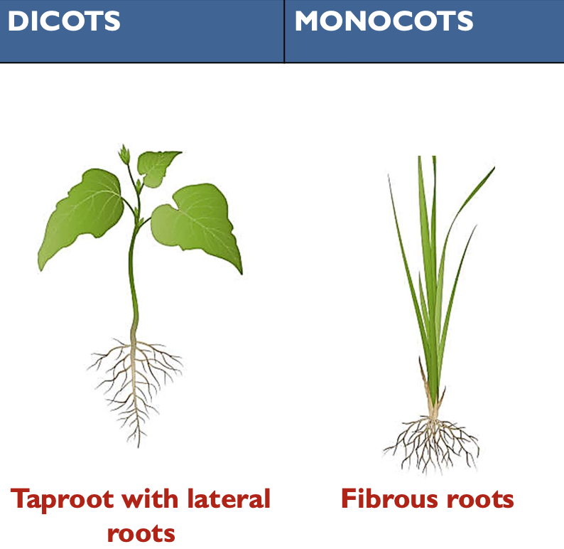 <p>Dicots: taproot with lateral roots</p><p>Monocots: fibrous roots</p>