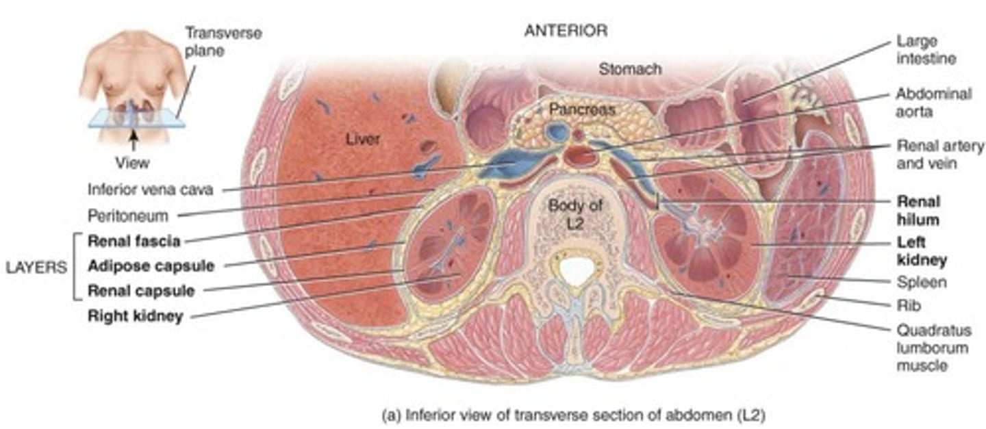 <p>Consists of kidneys, ureters, bladder, and urethra.</p>