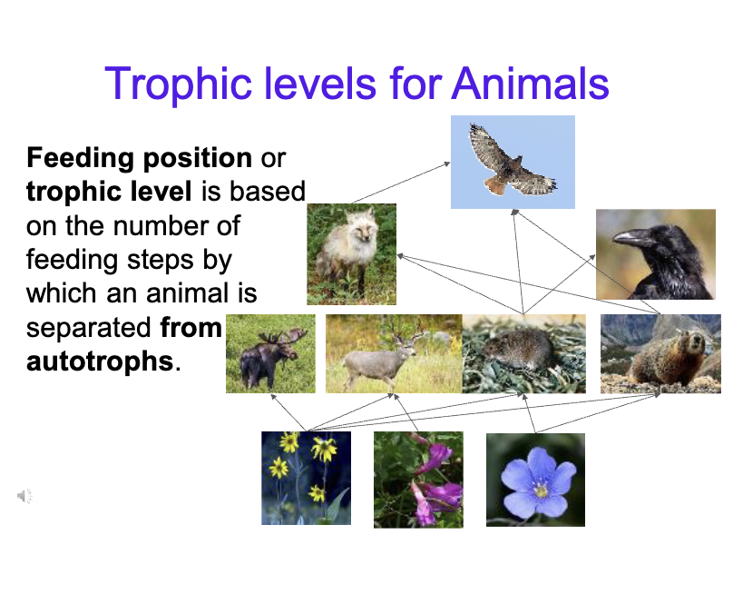 <p>Trophic levels for animals </p>