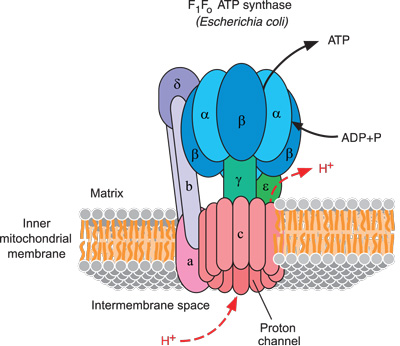* an enzyme found in the inner mitochondrial membrane and chloroplast thylakoid membrane. 
* plays a crucial role in cellular respiration and photosynthesis by synthesizing adenosine triphosphate (ATP) from adenosine diphosphate (ADP) and inorganic phosphate (Pi). 
* This process is known as oxidative phosphorylation in cellular respiration and photophosphorylation in photosynthesis.  
* utilizes the energy stored in the proton gradient across the membrane to drive the synthesis of ATP. 
* It consists of two main components: F0, which spans the membrane and acts as a proton channel, and F1, which protrudes into the matrix and contains the catalytic sites for ATP synthesis
