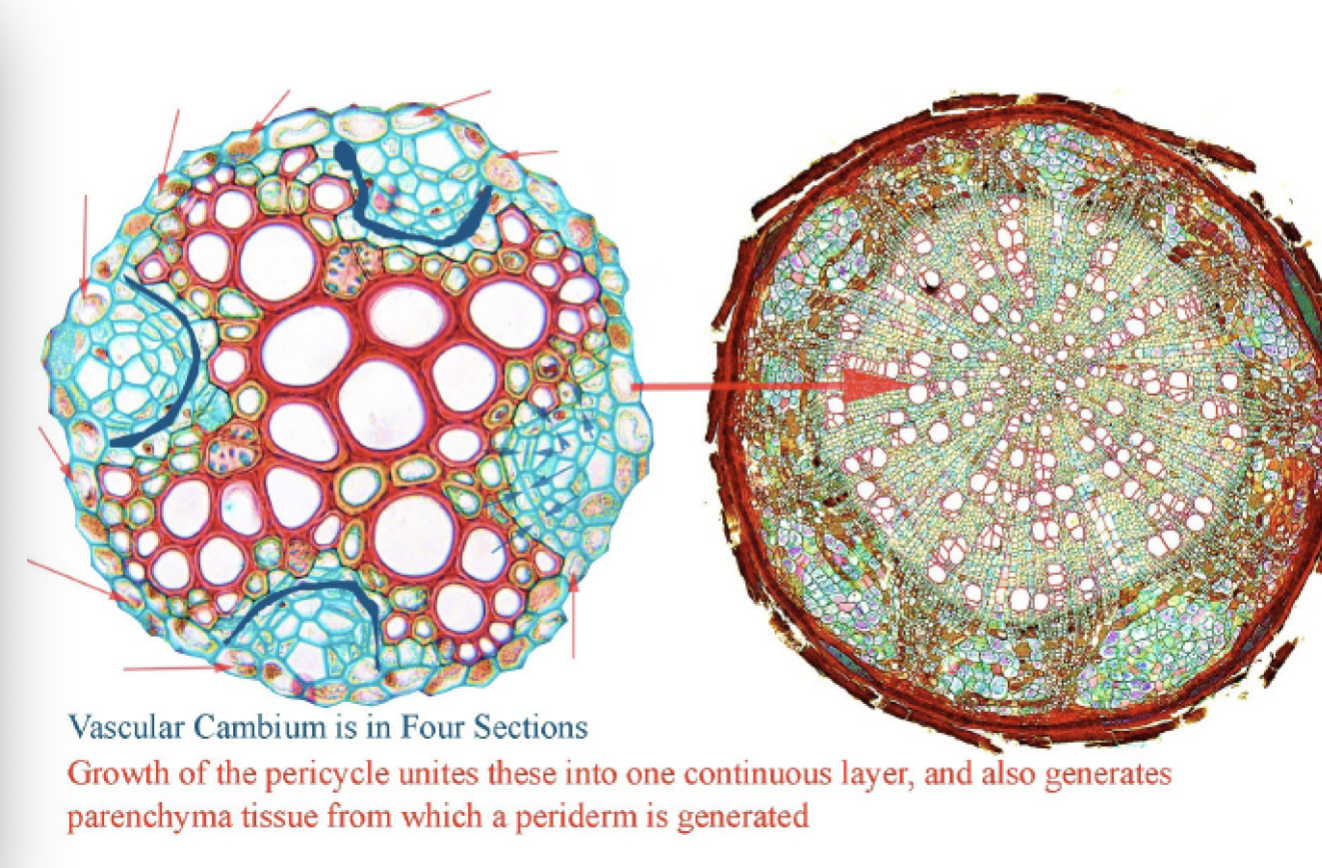 <p>is this an example of normal secondary growth</p>