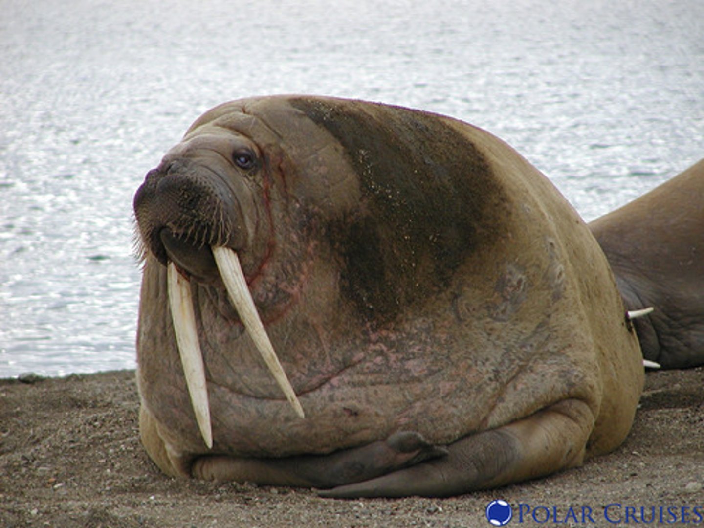 <p>- Huge body, sparse hair, coarse mustache, robust canines / tusks (sexual characteristic/ sediment probing)</p><p>- Feeds mostly on benthic invertebrates, like clams and worms</p><p>- Family Odobenidae</p><p>- Can use tusks to staysuspended at air hole</p>