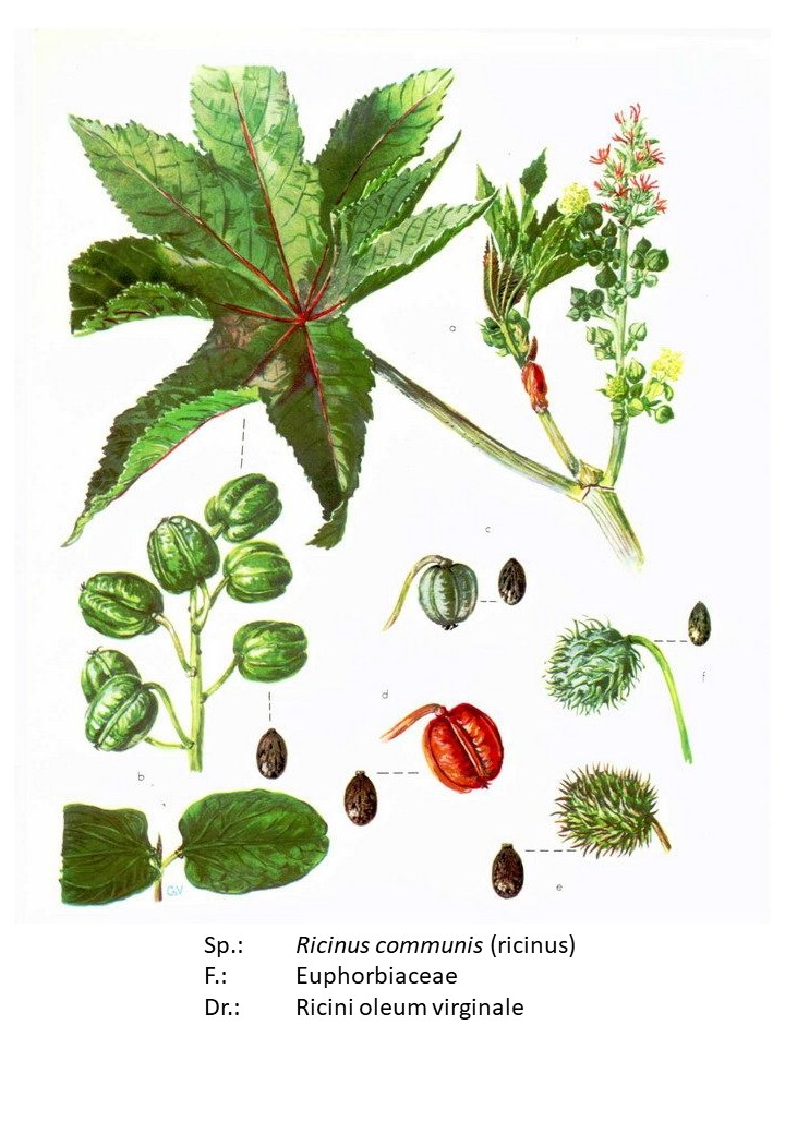 <p>ricinus</p>
