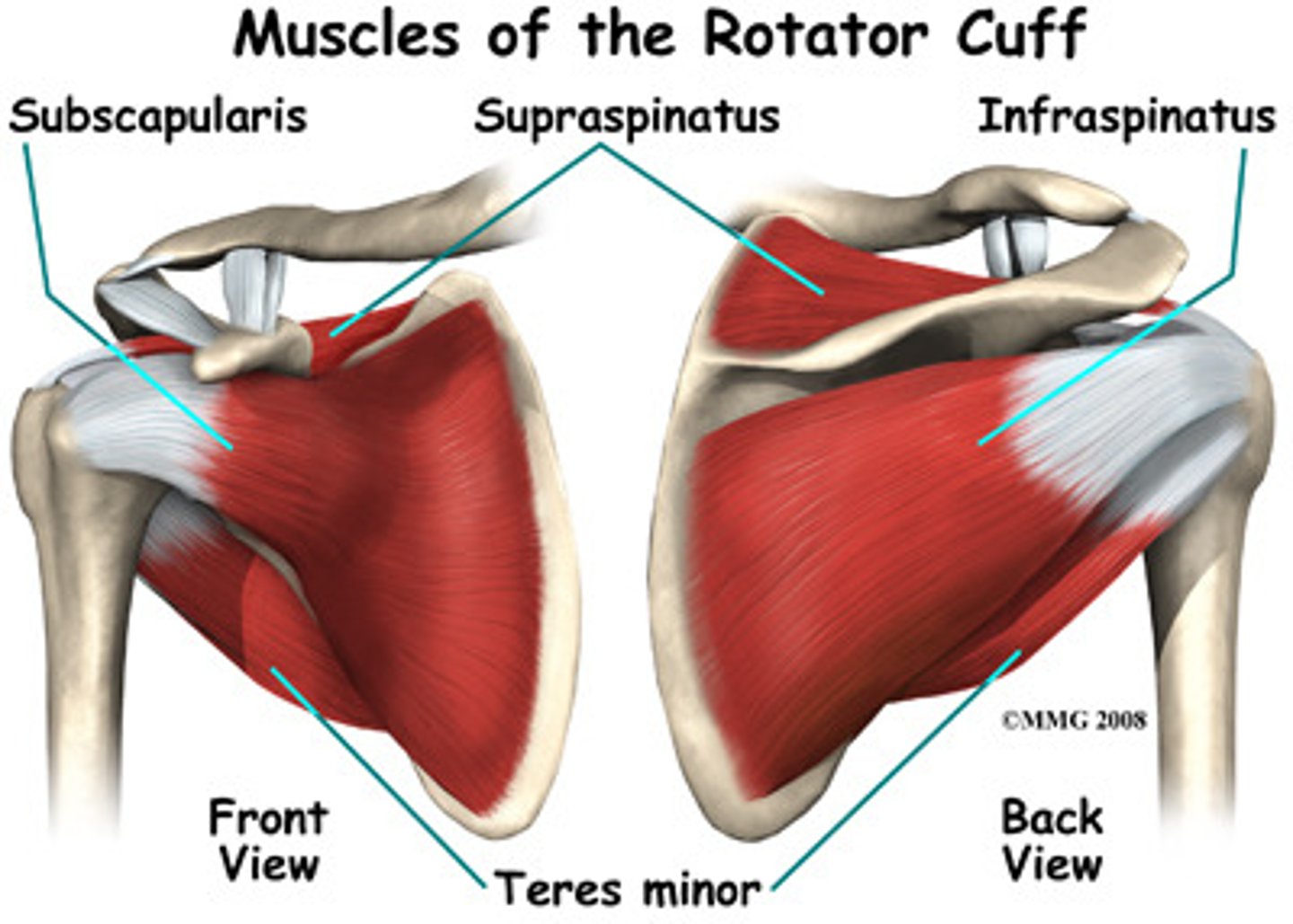 <p>Commonly referred to as the SITS muscles, they are Supraspinatus, Infraspinatus, Teres minor, and Subscapularis.</p>