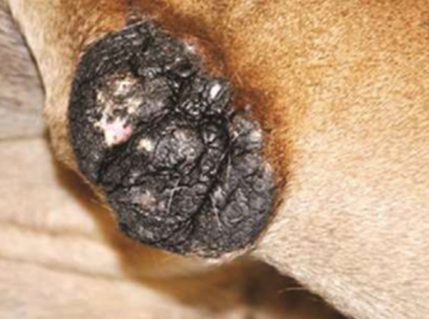 <p>¿lesión?</p><p>¿primaria o secundaria?</p>