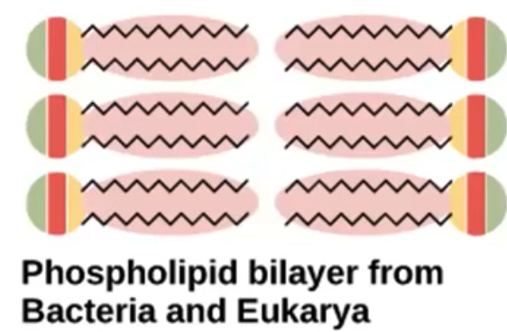 Bacteria
Membrane lipids
(glycerol-ester lipids)
- bond: sn-glycerol-3-phosphate
- straight chains fatty acids
- lipid bilayer