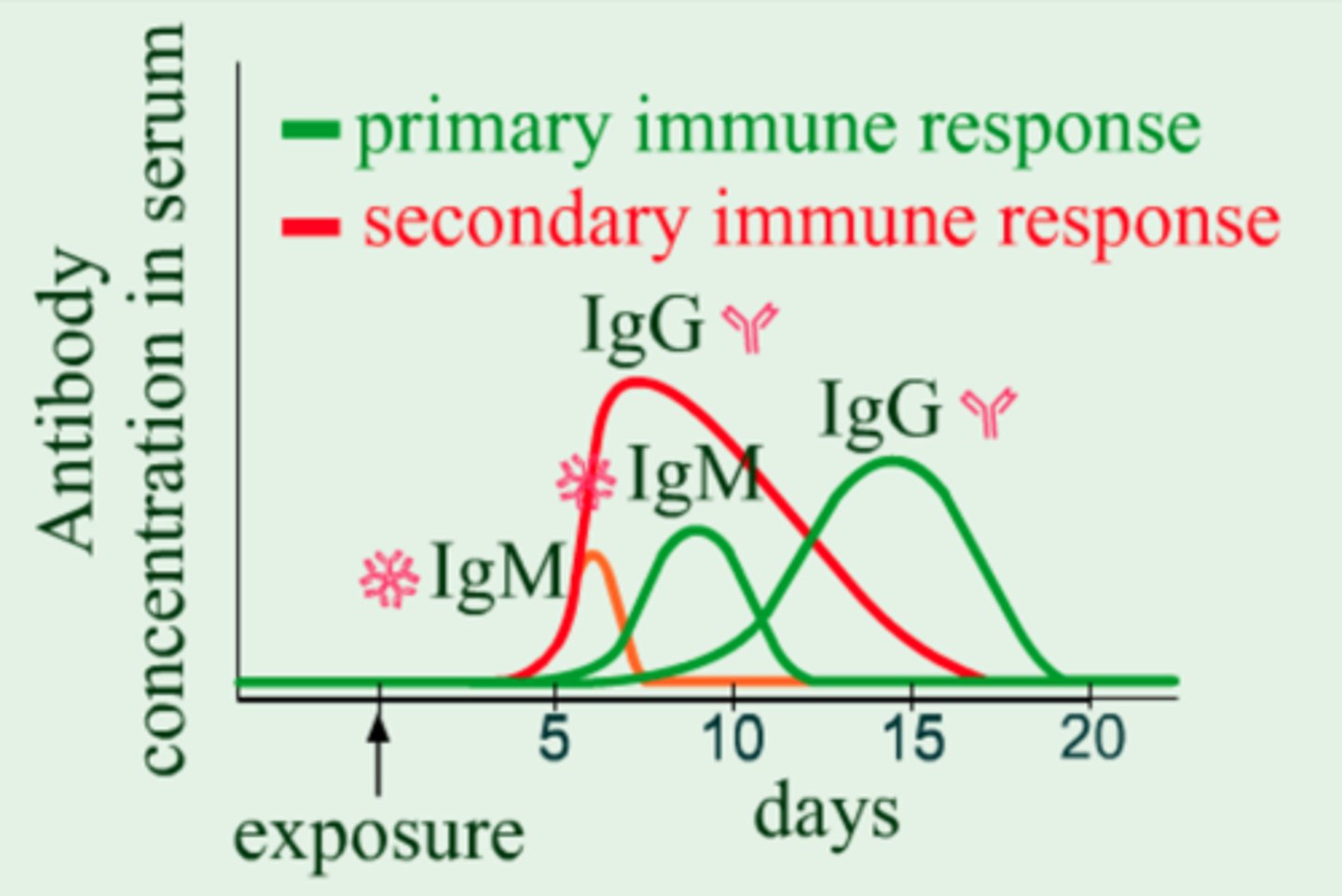 <p>Memory B cells and plasma cells</p>