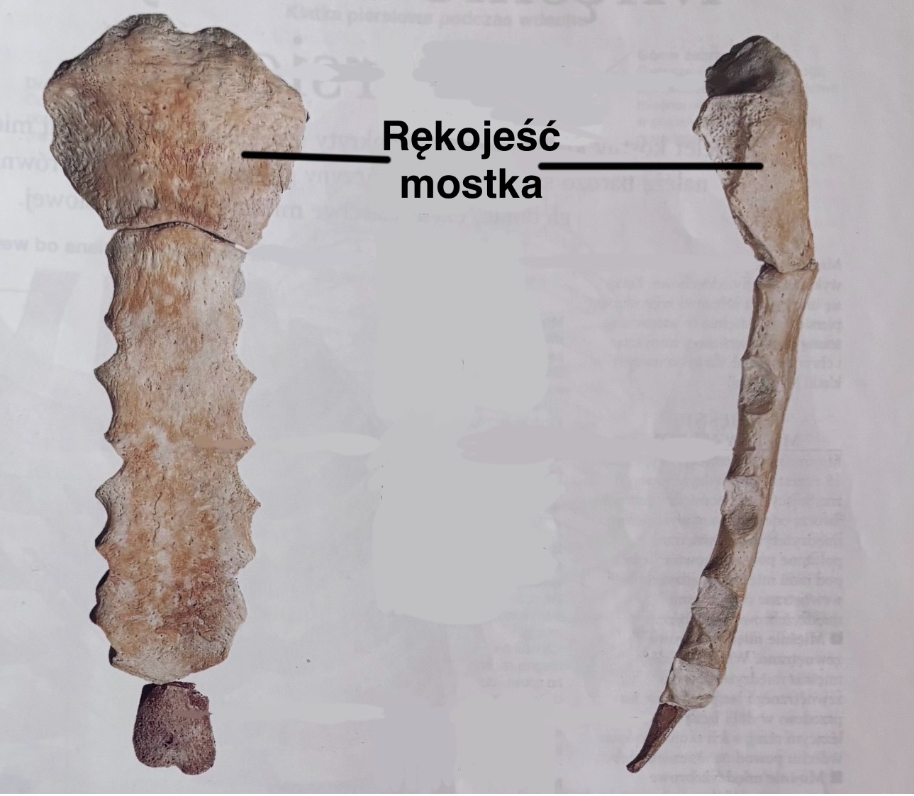 <p>Manubrium sterni</p><p>Pierwsza z trzech kości mostka</p>