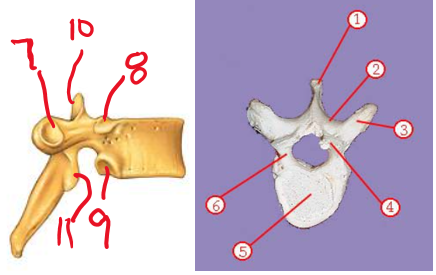 <p><span>Name structure 10</span></p>