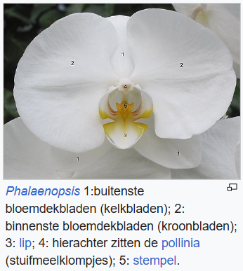 <p>Orchidaceae (<span>Orchideeënfamilie</span>)</p>