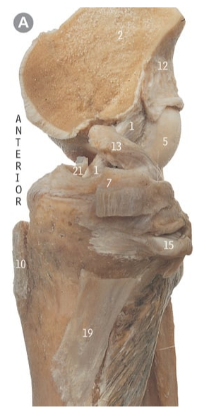 <p>15</p>