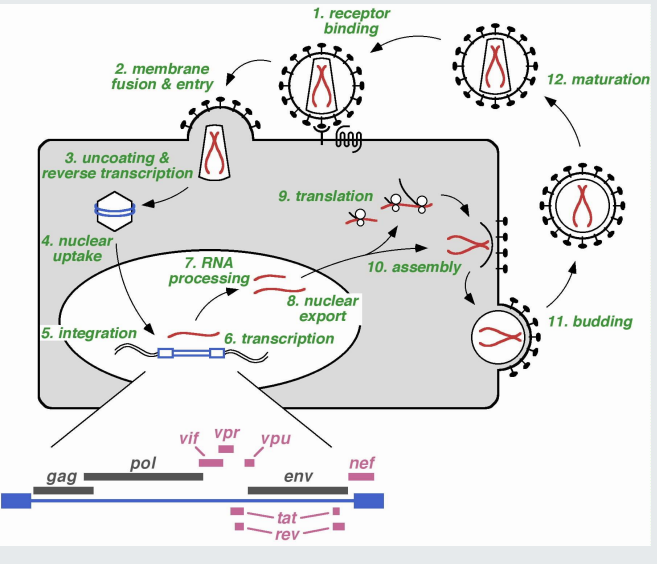 <ol><li><p>receptor binding - viral envelope protein interacts with<strong> CD4 </strong>and co-receptors - CCR5 or CXCR4</p></li><li><p>Fusion of viral membrane with target cell membrane </p></li><li><p>uncoating and reverse transcription via viral RT enzymes</p></li><li><p>nuclear entry </p></li><li><p>integration into host chromosomes</p></li><li><p>transcription</p></li><li><p>RNA processing</p></li><li><p> nuclear export </p></li><li><p>translation</p></li><li><p>assemble of progeny </p></li><li><p>budding </p></li></ol><p><strong>virus only has 9 proteins - many of these steps require host proteins </strong></p>