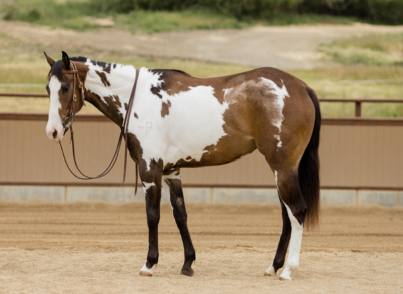 <p>A breed of horse registered with the American Paint Horse Association, requires specific white marking standards.</p>