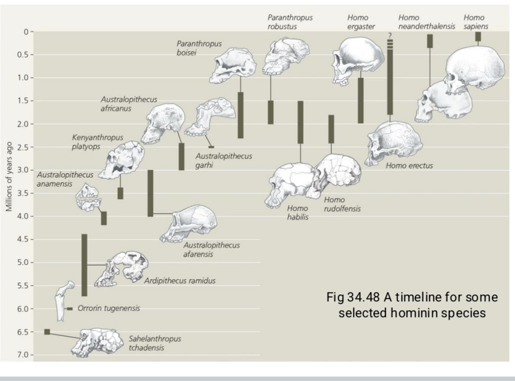 <p>Small brains</p><p>Increasing bipedalism Formerly called hominids</p><p>More closely related to humans than chimpanzees</p><p>Evolutionary history shows many branches coexist but only humans alive today</p>