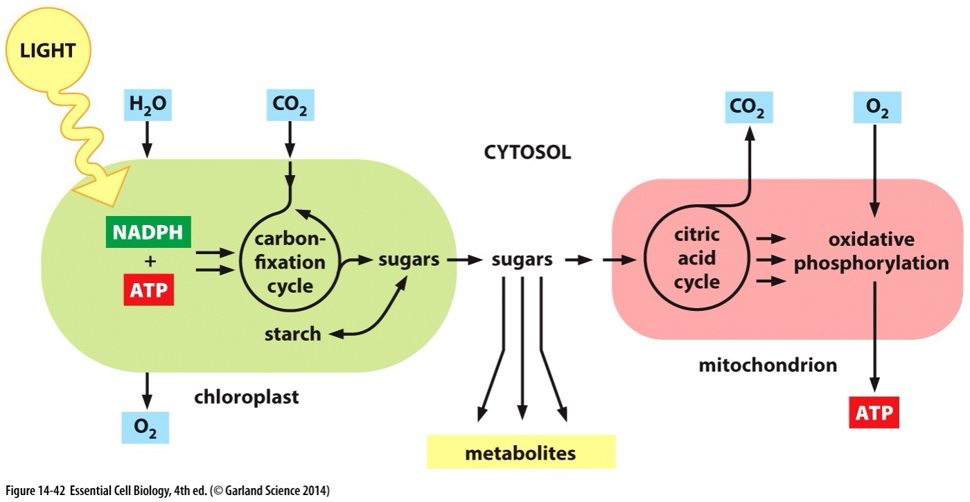 <p>How do plants still use Mitochondria?</p>