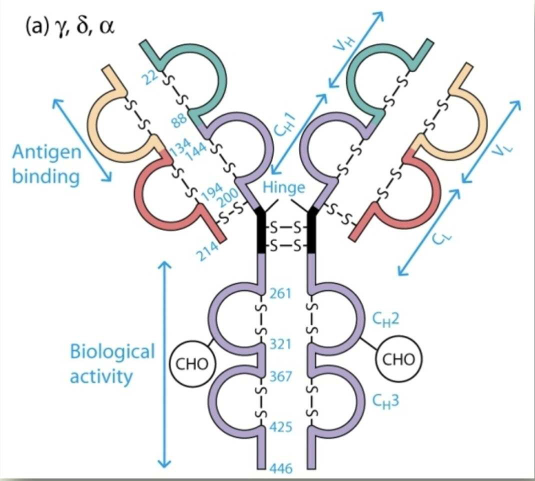 <p>IgG, IgA, IgD</p>