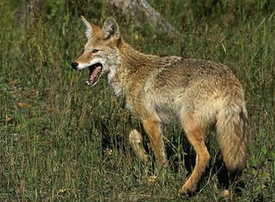 coyote
