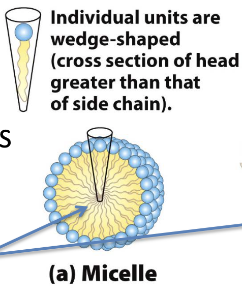 <p>micelles (conical individuals)</p>