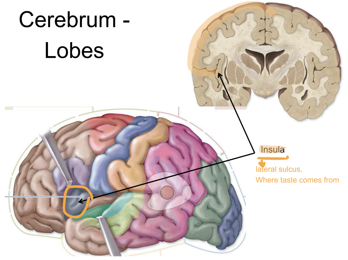 <ul><li><p>A <strong>deep lobe</strong> of the cerebrum <strong>hidden</strong> beneath the <strong>lateral sulcus</strong></p><ul><li><p>Plays a role in <strong>taste</strong></p></li></ul></li></ul><p></p>