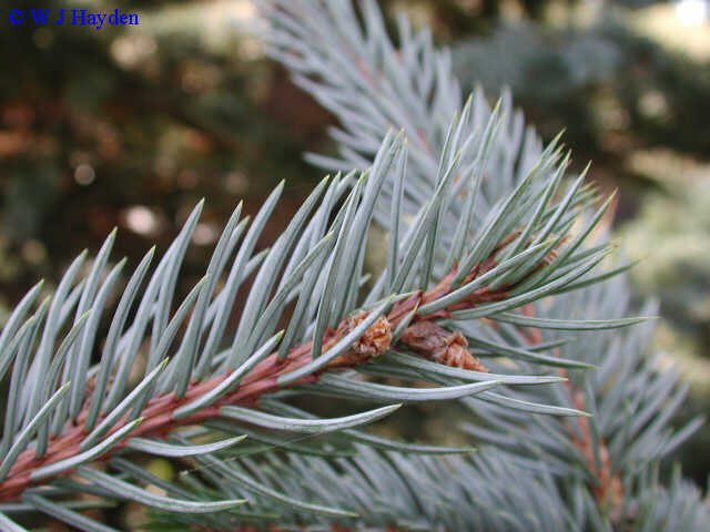 <p>colorado blue spruce</p>