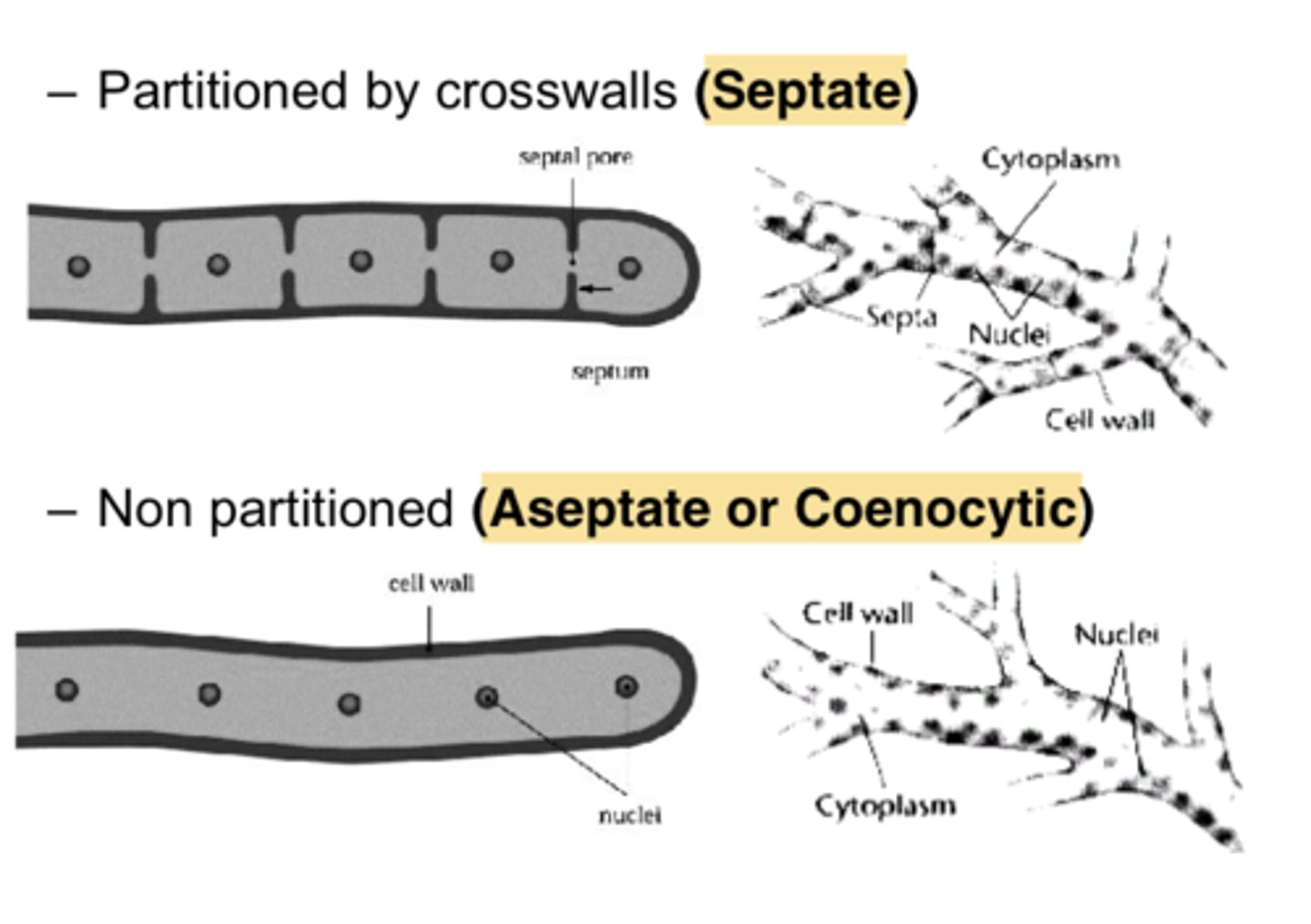 <p>-long filament structures that are either septate (have branches) or aseptate (no branches)</p>