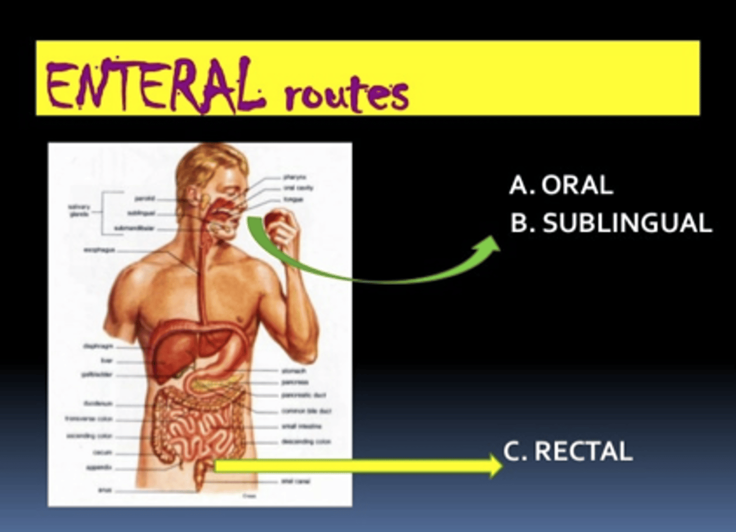<p>- Mouth to stomach</p><p>- "convenience route"</p><p>- Examples: orally, sublingual, NG tube etc.</p>