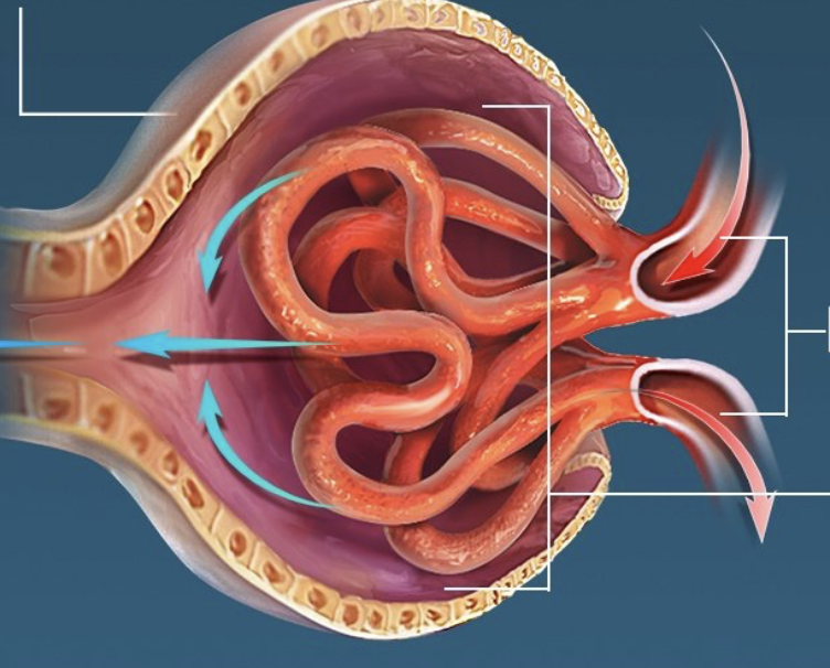 <p>how does urine flow through the kidney?</p>