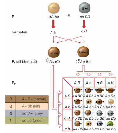 <p>F1 generation - all progeny resemble neither parent (additive phenotype)<br>F2 generation -<br>phenotypic ratio: 9:3:3:1 (brown:tan:grey:green)</p>