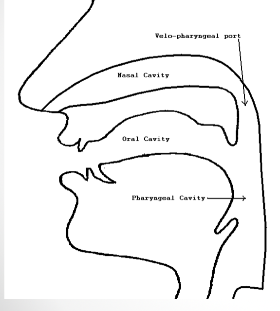 <ul><li><p>boundaries: behind nasal cavities → vocal folds&nbsp;</p></li><li><p>tube abt 12 cm in length&nbsp;</p></li></ul><p>FUNCTION: </p><ul><li><p>lined w/ muscle capable of constricting the space of the tube for <u>swallowing</u>&nbsp;</p></li><li><p>important role in <u>closure of velopharyngeal port</u> (opening between the oropharynx &amp; nasopharynx)&nbsp;</p></li></ul><p></p>