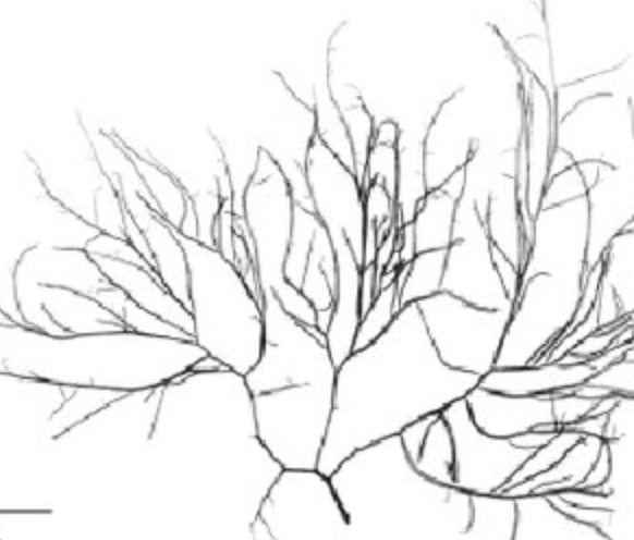 <p>Thallus: Tough cartilaginous</p><p>Branching: cylindrical, alternate and disproportional</p><p>Branchlets: cylindrical arched inward constricted at the base ends are round and round and tapered</p><p>cells are parenchymatous and irregular</p><p>long slender taper, favors branching to one side, pinching at base when branching</p>