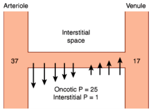 <p>What is fluid flow determined by?</p>