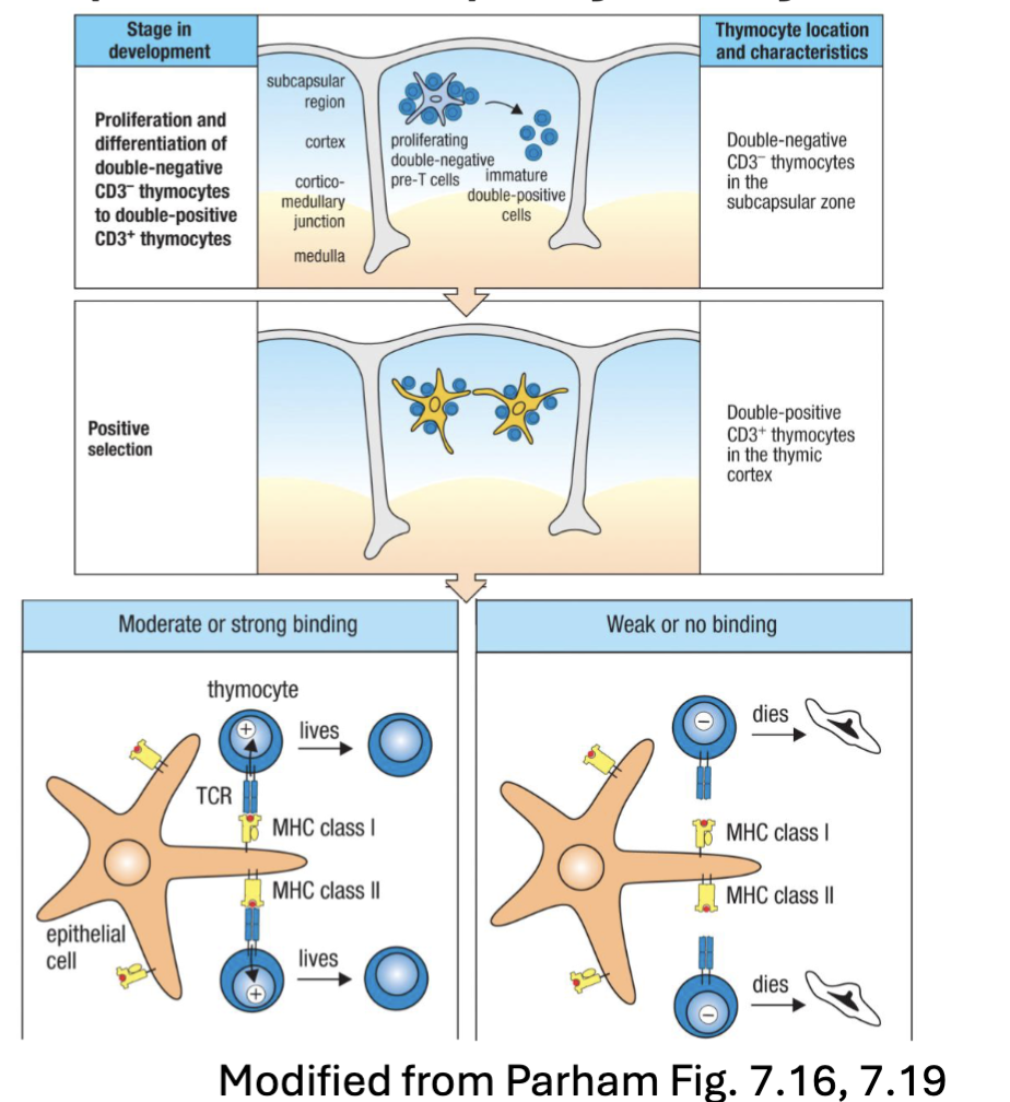 <ul><li><p><span><strong><span>DP thymocytes</span></strong><span> (CD4+CD8+): represent >80% of cells in thymus</span></span></p><ul><li><p><span><span>have undergone ⍺-chain rearrangement</span></span></p></li><li><p><span><span>upregulate CD4 and CD8</span></span></p></li><li><p><span><span>start to express mature ⍺βTCR</span></span></p></li></ul></li><li><p><span><span>Migrate from subscapular region deeper into cortex</span></span></p></li><li><p><span><span>Interactions with cortical thymic epithelial cells (</span><strong><span>cTECs</span></strong><span>), macrophage →</span></span><br><span><strong><span>positive selection (MHC restriction)</span></strong><span> → survival (~ 2% are successful)</span></span></p></li><li><p><span><span>CD4 and CD8 ensure DP cells can engage with either MHC II or MHC I →</span></span><br><span><span>differential signaling will commit to CD4 or CD8 SP thymocytes</span></span></p></li></ul><p></p>