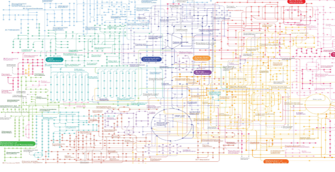 <p>complex !</p><p>metabolic “map” can be broken down into linear, cyclic, or branched athways</p>