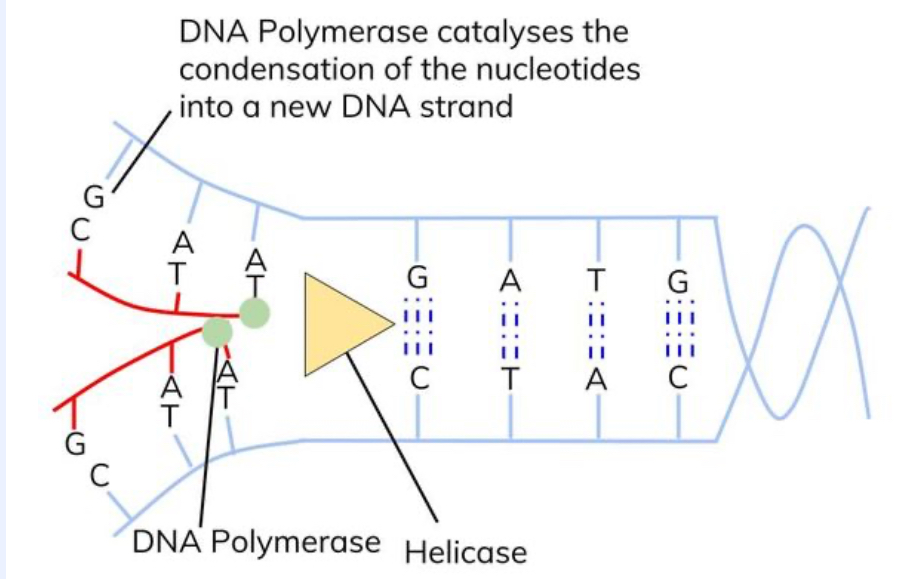 <ul><li><p>DNA polymerase forms phosphodiester bonds between the nucleotides</p></li><li><p>2 new DNA strands are synthesised</p></li></ul><p></p>