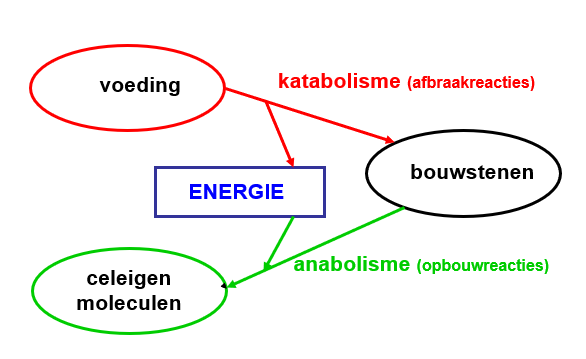 <ul><li><p>elke levensvorm heeft voeding nodig</p></li><li><p>dit moet worden afgebroken door afbraakreachties (katabolisme)</p></li><li><p>geeft enregie (vb. in vorm van ATP)</p></li><li><p>en vormt bouwstenen die via opbouwreacties (anabolisme) celeigen moleculen maakt (ook E voor nodig)</p></li></ul><p></p>