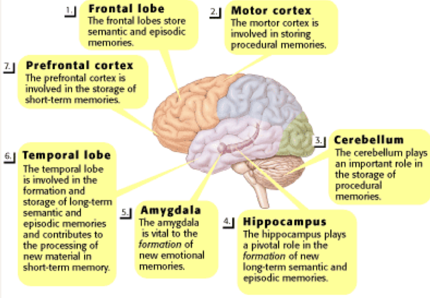 <ul><li><p><strong>hippocampus</strong> ⇒ damage results in loss of memory + inability to detect/retain patterns (statistical learning). instrumental in creating episodic memories + consolidation of info from STM to LTM. damage doesn’t affect short term visual memory however </p></li><li><p><strong>limbic temporal cortex</strong> ⇒ vocabulary </p></li><li><p>entorhinal cortex in the temporal lobe ⇒ critical in connecting hippocampus to other brain regions (like stronger factor in amnesia) </p></li><li><p>striatum ⇒ mediates procedural memory </p></li><li><p>medial temporal brain ⇒ explicit memory localised</p></li></ul><p></p>