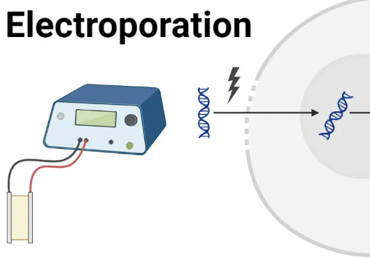 <p>The recombinant DNA is inserted into the host cell using <strong>electroporation</strong>.</p><p>An electric shock makes the cell surface membrane temporarily porous, so the plasmids can enter the host cell.</p>