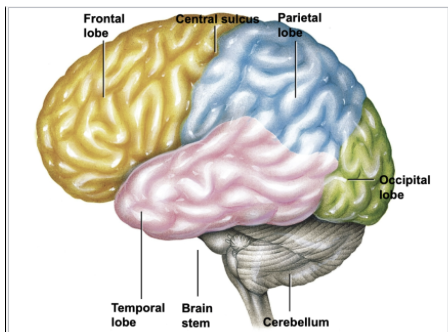 <ul><li><p>responsible for voluntary motor movement&nbsp;</p></li><li><p>Responsible for cognition, reasoning, higher language composition: poetry, music&nbsp;</p></li><li><p>The posterior most part of the frontal lobe is the<strong> motor cortex</strong>&nbsp;where voluntary movement is initiated&nbsp;</p></li></ul><p></p>