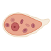 <p>Entamoeba Histolytica Trophozoite</p>