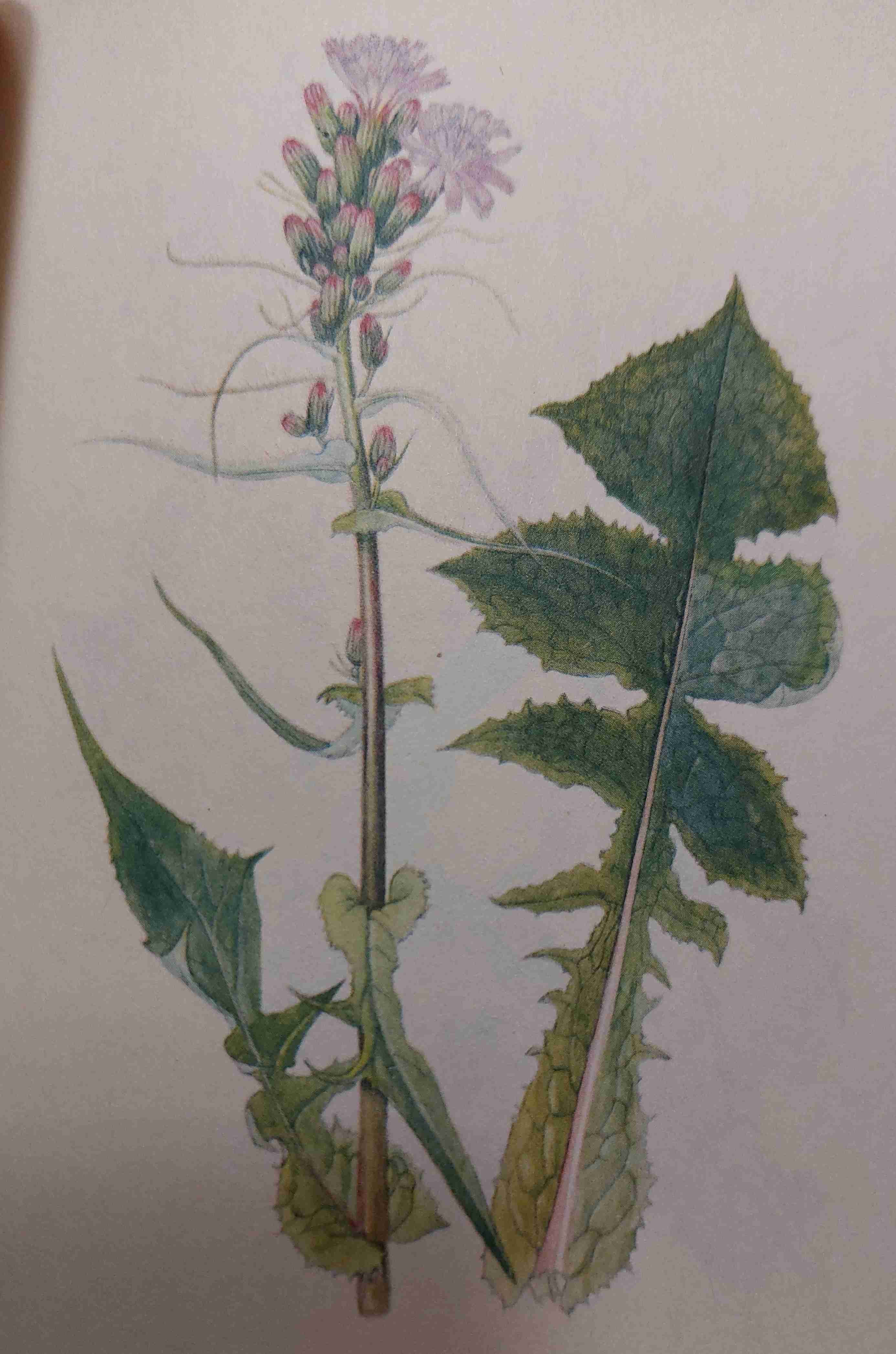 <p>středně vlhko, mezotrofně eutrofní, polostín</p>