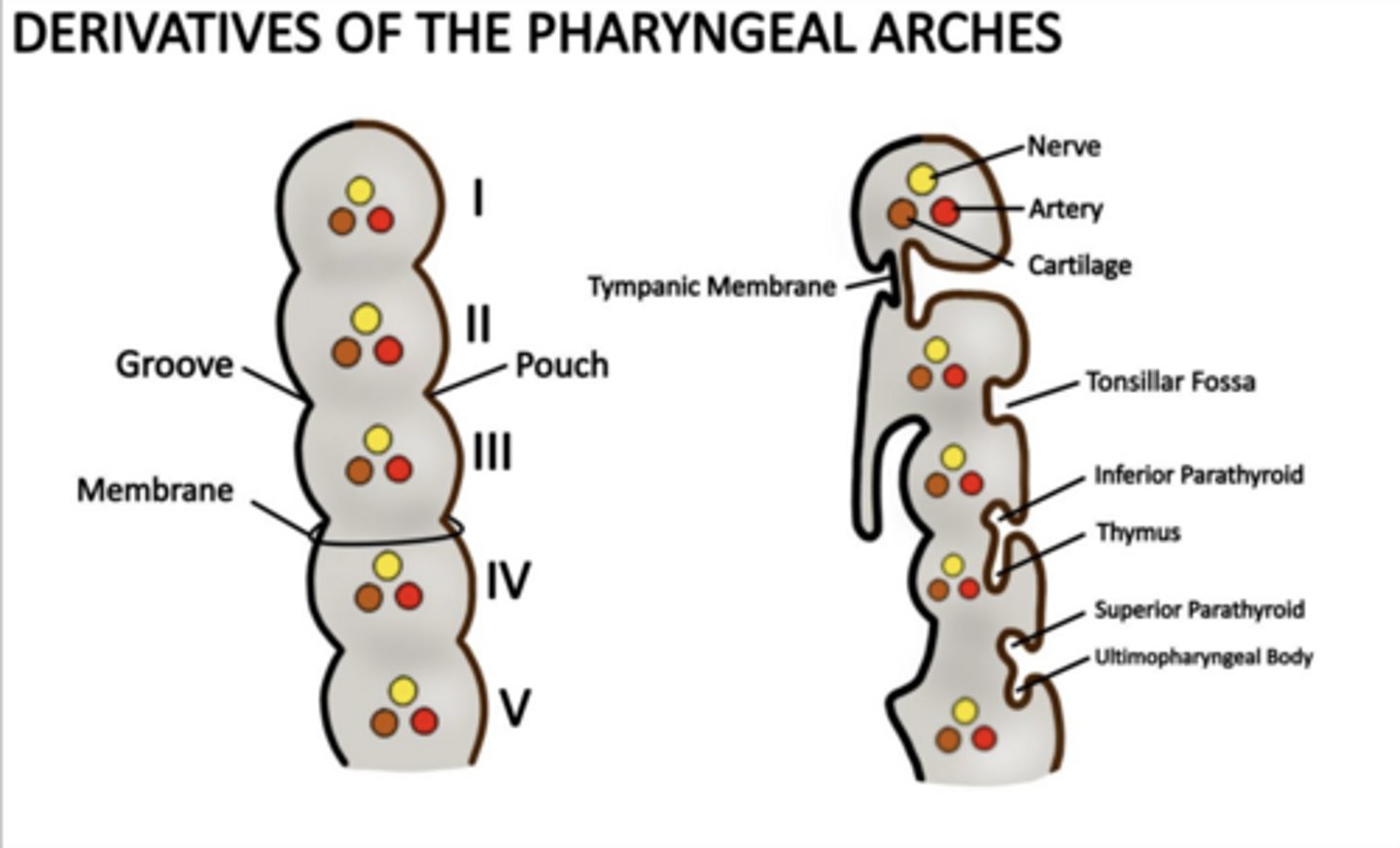 <p>Superior parathyroids and ultimopharyngeal body (C cells).</p>